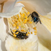 A Year of Days: Day 64 - Two Flies and a Camelia Bloom by vignouse