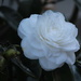 Our White Camellia by markandlinda