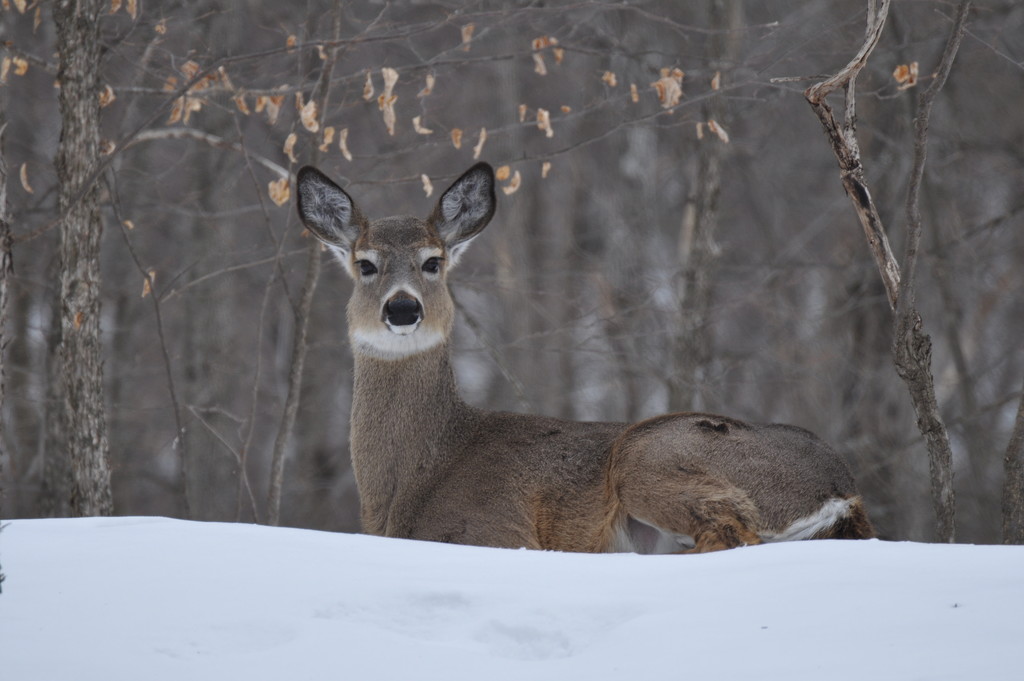 White Tailed Deer by frantackaberry
