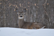 9th Feb 2015 - White Tailed Deer