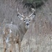Lemoine Point Deer by frantackaberry