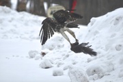 27th Feb 2015 - I Guess Hawks have to Eat Too!