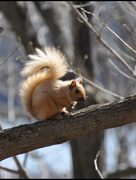 11th Feb 2015 - Blonde Squirrel