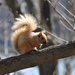 Blonde Squirrel by frantackaberry