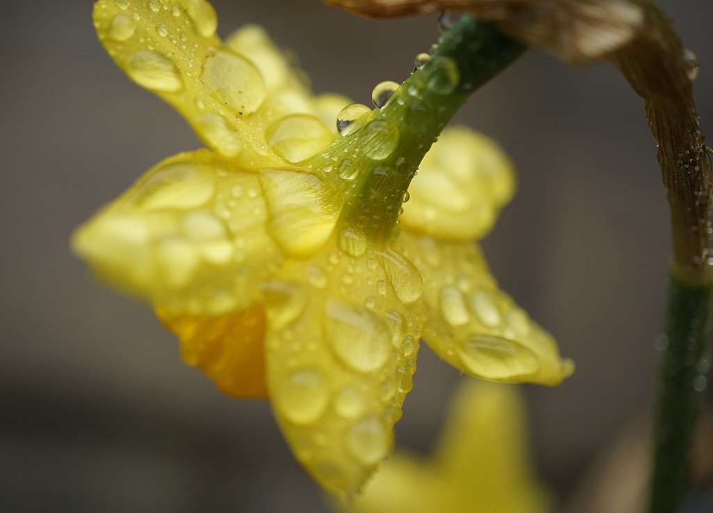 raindrops on daffodils by quietpurplehaze