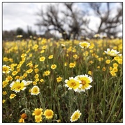 5th Mar 2015 - Shell Creek Wildflowers