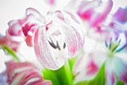 6th Mar 2015 - Sweet tulips