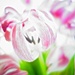 Sweet tulips by cocobella