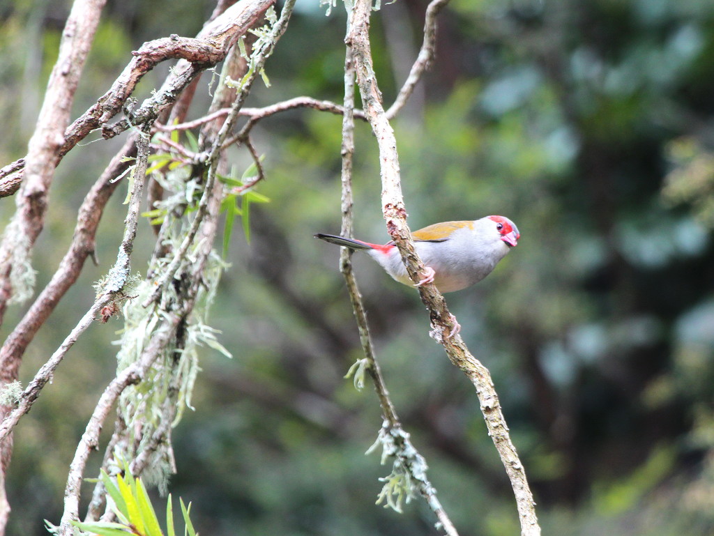 Red Browed Finch by terryliv