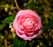 6th Mar 2015 - More beautiful camellias from my visit to the state park yesterday.