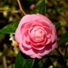 More beautiful camellias from my visit to the state park yesterday. by congaree