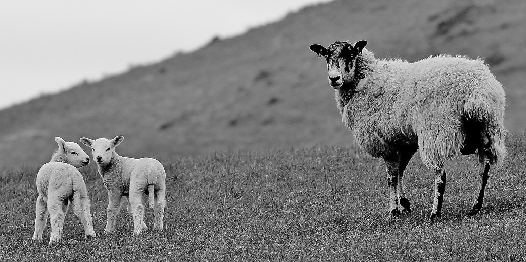Twins and Ewe .... (For Me) by motherjane