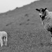 Twins and Ewe .... (For Me) by motherjane