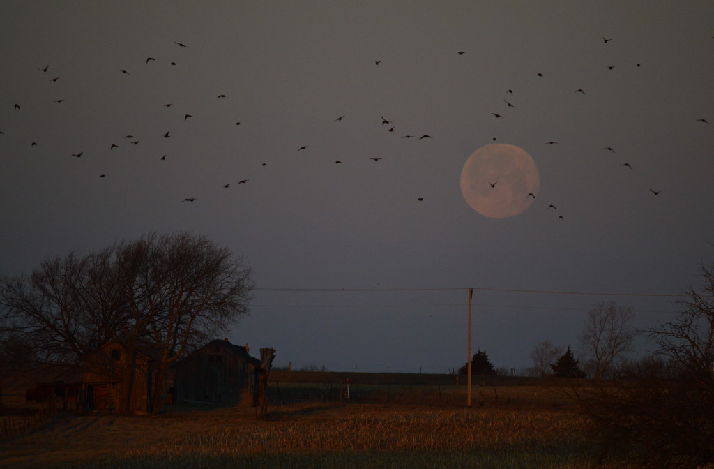 The Flock and the Rock by kareenking