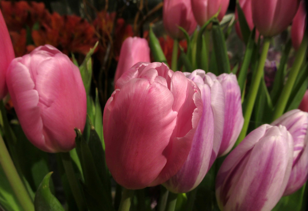 Pretty tulips by mittens