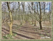 6th Mar 2015 - A Walk in the Woods.