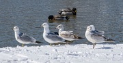 6th Mar 2015 - Seagulls in the Snow