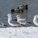 Seagulls in the Snow by lynne5477