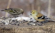 6th Mar 2015 - Pine Siskin and American Goldfinch
