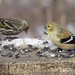 Pine Siskin and American Goldfinch by annepann