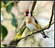 6th Mar 2015 - Goldfinch 