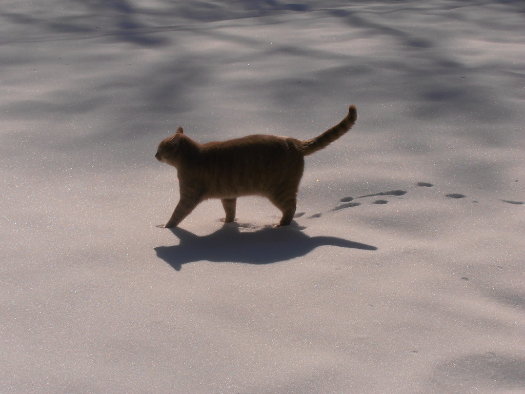 Cat Shadow by julie