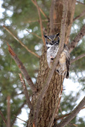 6th Mar 2015 - Great Horned Owl!
