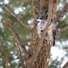 Great Horned Owl! by fayefaye