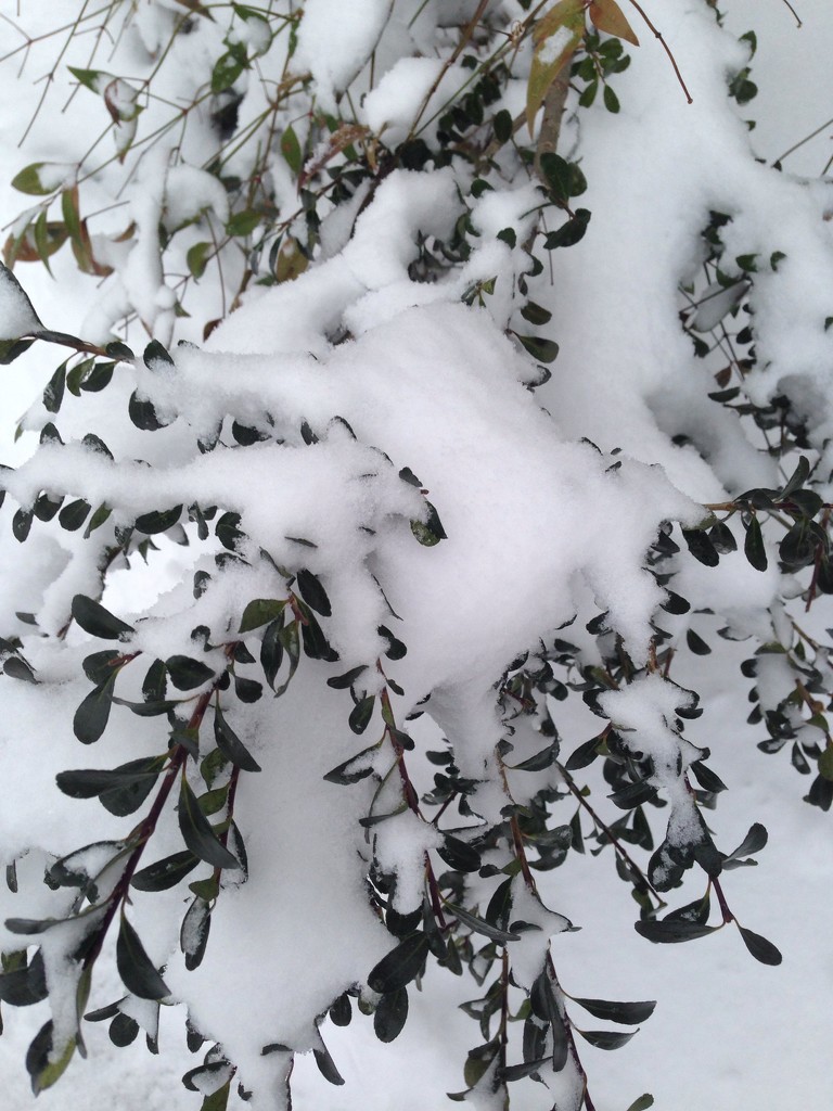 snowed in by wiesnerbeth