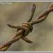 Barbwire by pcoulson