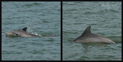 6th Mar 2015 - Bottlenose dolphins