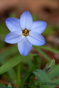 7th Mar 2015 - Star Spring flower_9705rsz