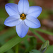 Star Spring flower_9705rsz by rontu