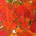 Autumn Colour by marguerita