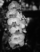 6th Mar 2015 - Orchids