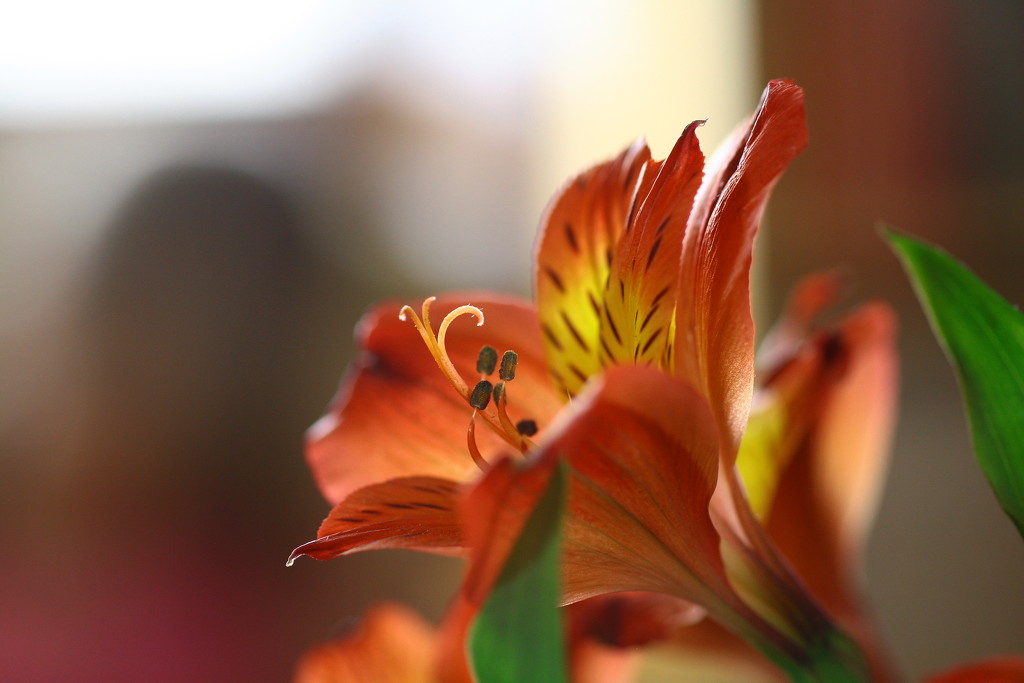 Orange Lilly by sarahlh