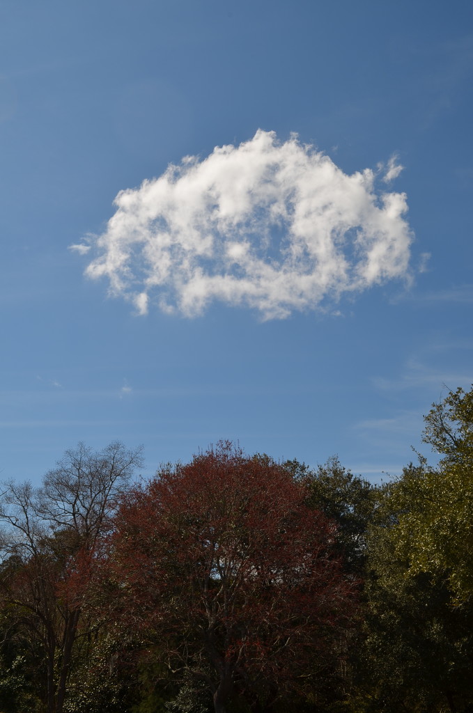 I thought this was such an unusual cloud. by congaree