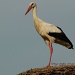 Stork by miranda