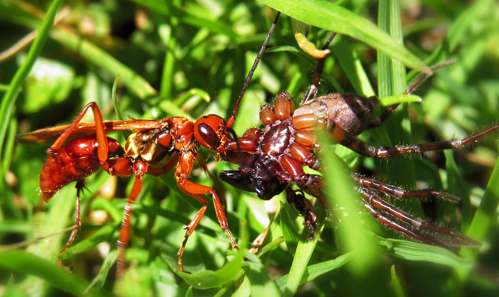 Golden hunter wasp with paralysed spider. by kali66