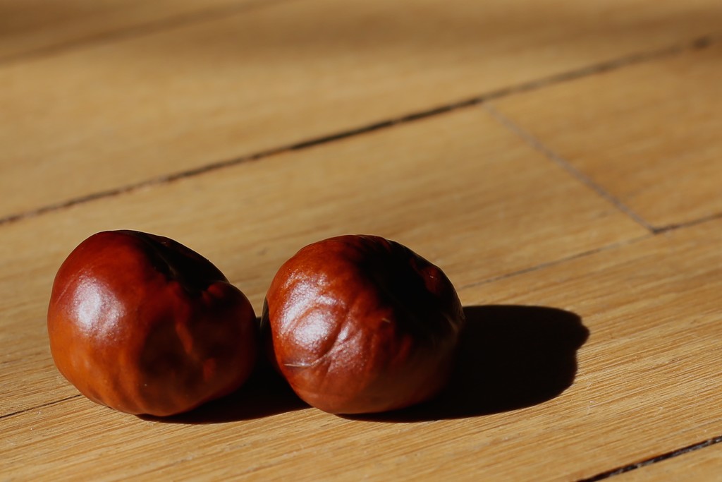 Chestnuts for my coat pocket by jyokota
