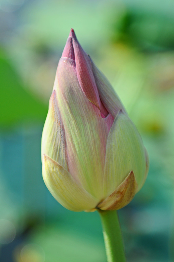 Lotus flower bud by ianjb21