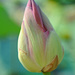 Lotus flower bud by ianjb21