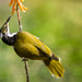Blue faced honeyeater by bella_ss