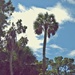 Palms and Pines by soboy5