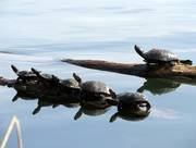 7th Mar 2015 - Basking Turtles
