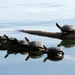 Basking Turtles by seattlite