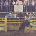 Bucking Bull  by nicolecampbell
