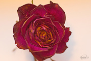7th Mar 2015 - Red dried rose
