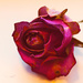 Pink dried rose by elisasaeter