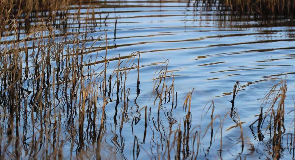 Ripples and Reeds by motherjane